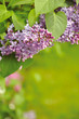 Lilacs