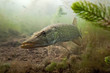 Pike in the lake Pike in the lake
