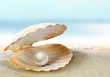 Shell with a pearl