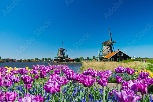 Foto: windmill in holland windmill in holland