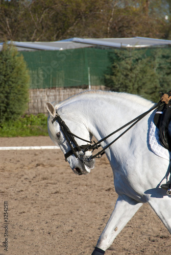 Photo: white horse profile white horse profile