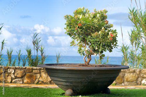 Photo: Bonsai tree Bonsai tree