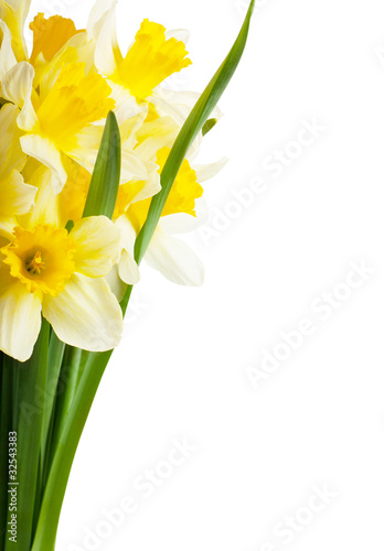 Photo: Narcissus Narcissus
