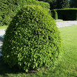 siepe in un giardino