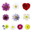 Blumen Set