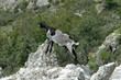 Asclépios à Rhodes - Chèvre sauvage Asclépios à Rhodes - Chèvre sauvage