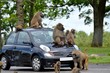 voiture et singe voiture et singe