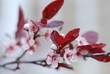 Blooming tree with pink flowers