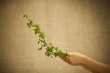 Raspberry branch