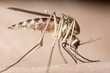 Mosquito sucking blood, extreme close-up with high magnification Mosquito sucking blood, extreme close-up with high magnification