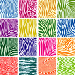 vector set of colorful skin textures of zebra