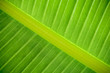 Green Leaf