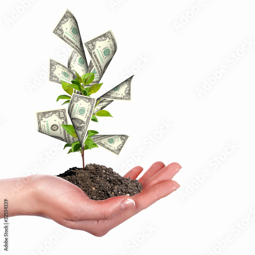 Photo: Money Tree Money Tree