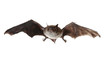Fledermaus beim Fliegen