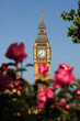 Big Ben with roses, London, UK Big Ben with roses, London, UK