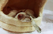 siamese cat