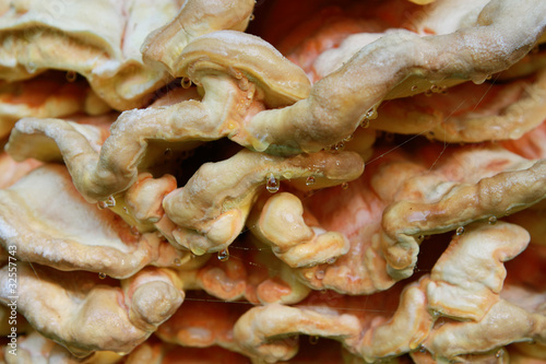 Fomitopsis+officinalis