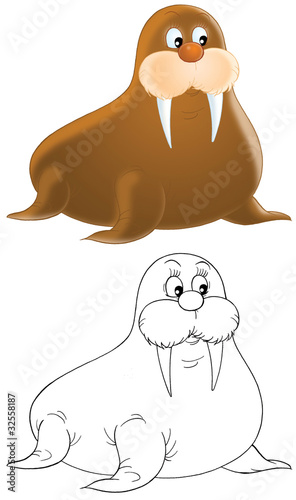 Illustration: Walrus Walrus