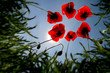 poppy flowers