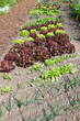 Foto: Kleingartenbeet Kleingartenbeet
