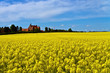 Castle surrounded by canola fields Castle surrounded by canola fields