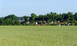 plateau briard