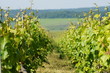Vignes Vignes