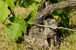 Vines