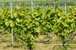 Vines