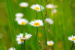 Foto: Margeriten Margeriten