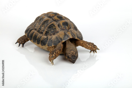 Foto: Vorsichtige Schildkröte Vorsichtige Schildkröte