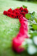 rote rosen