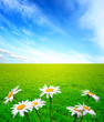 Photo: summer landscape with chamomiles summer landscape with chamomiles