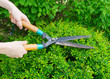 Hands are cut bush clippers