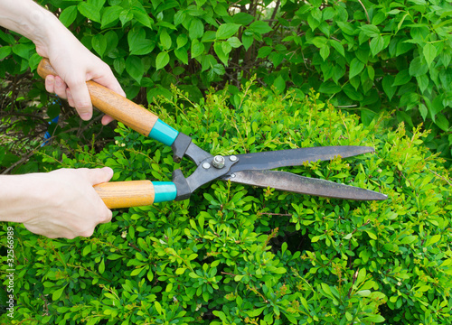 Photo: Hands are cut bush clippers Hands are cut bush clippers