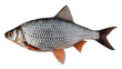 Сибирская плотва (Rutilus rutilus lacustris) Сибирская плотва (Rutilus rutilus lacustris)