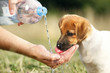A puppy drinking water from a bottle