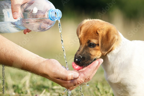 Foto: A puppy drinking water from a bottle A puppy drinking water from a bottle