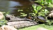 Video: Tortuga Tortuga