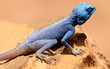 Photo: Sinai Agama Portrait Sinai Agama Portrait
