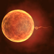 3d Sperm and the egg