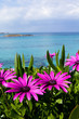 Purple wild flowers on beach