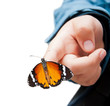 Butterfly on child's hand, isolated