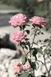 rose di maggio