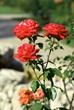 rose di maggio