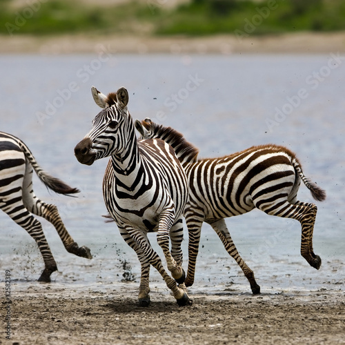 Foto: Zebras in the Serengeti National Park, Tanzania Zebras in the Serengeti National Park, Tanzania