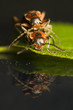 Cantharidae