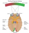 The visual projection pathway, eps8