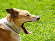 gähnender Hund in der Wiese 1