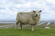 Sylter Schaf
